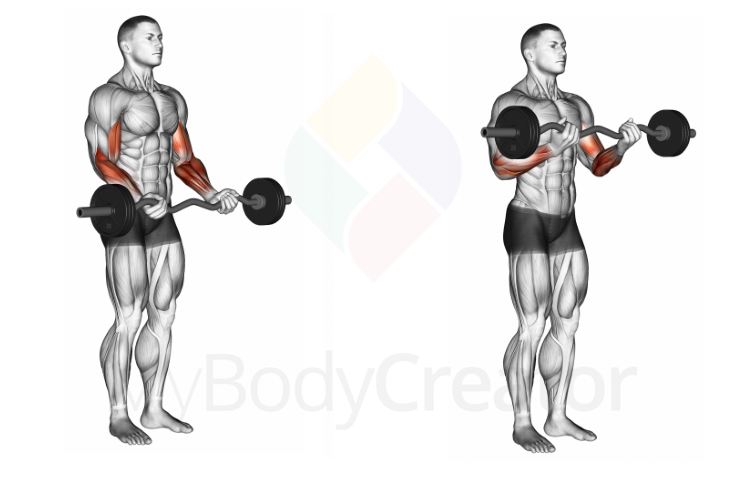 Dumbbell Biceps Curl, Exercises