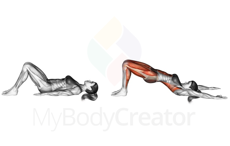 Exercises | MyBodyCreator